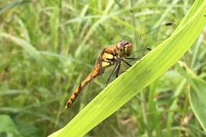 Dragonflies!