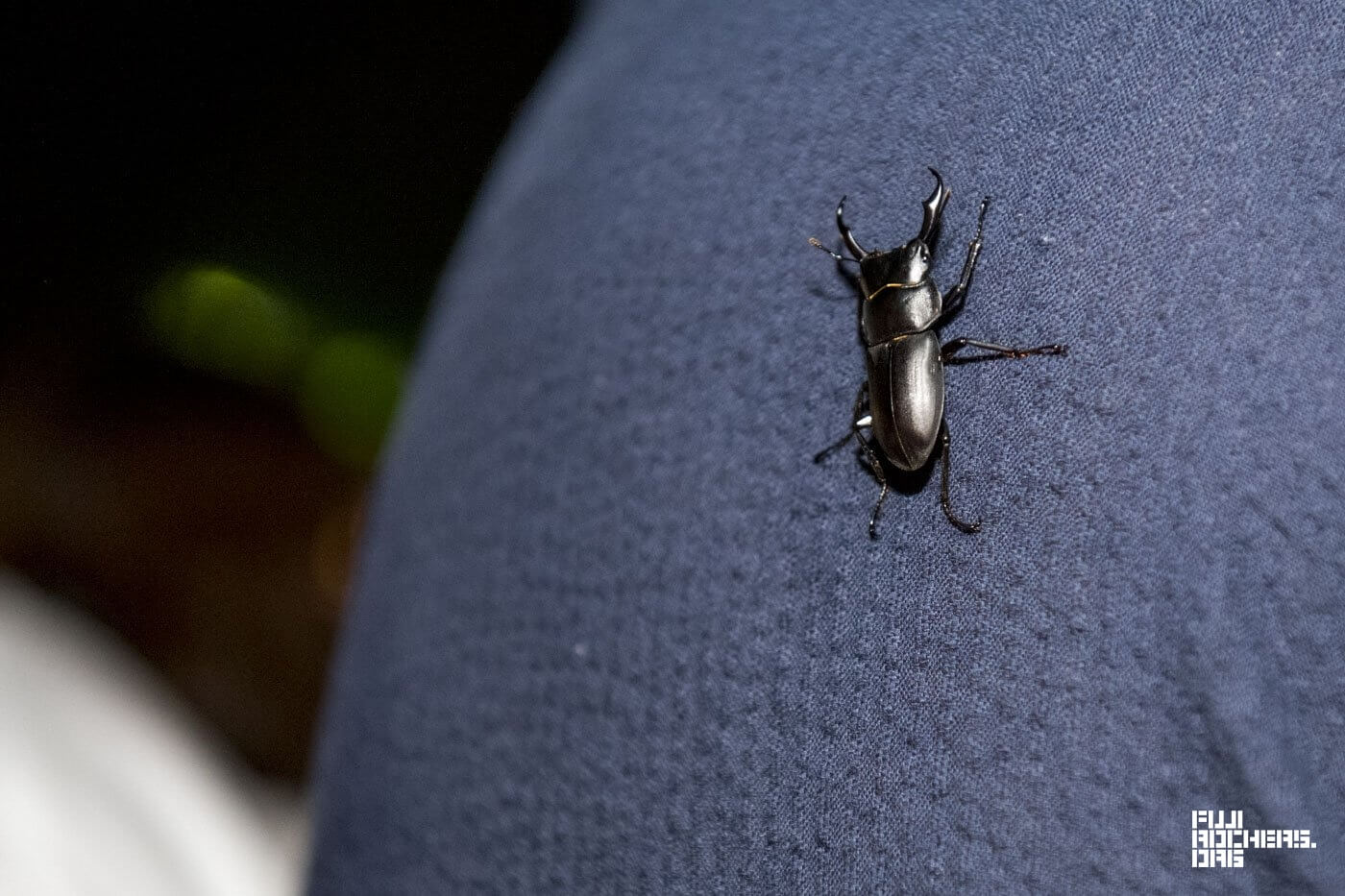 花火を見たクワガタ