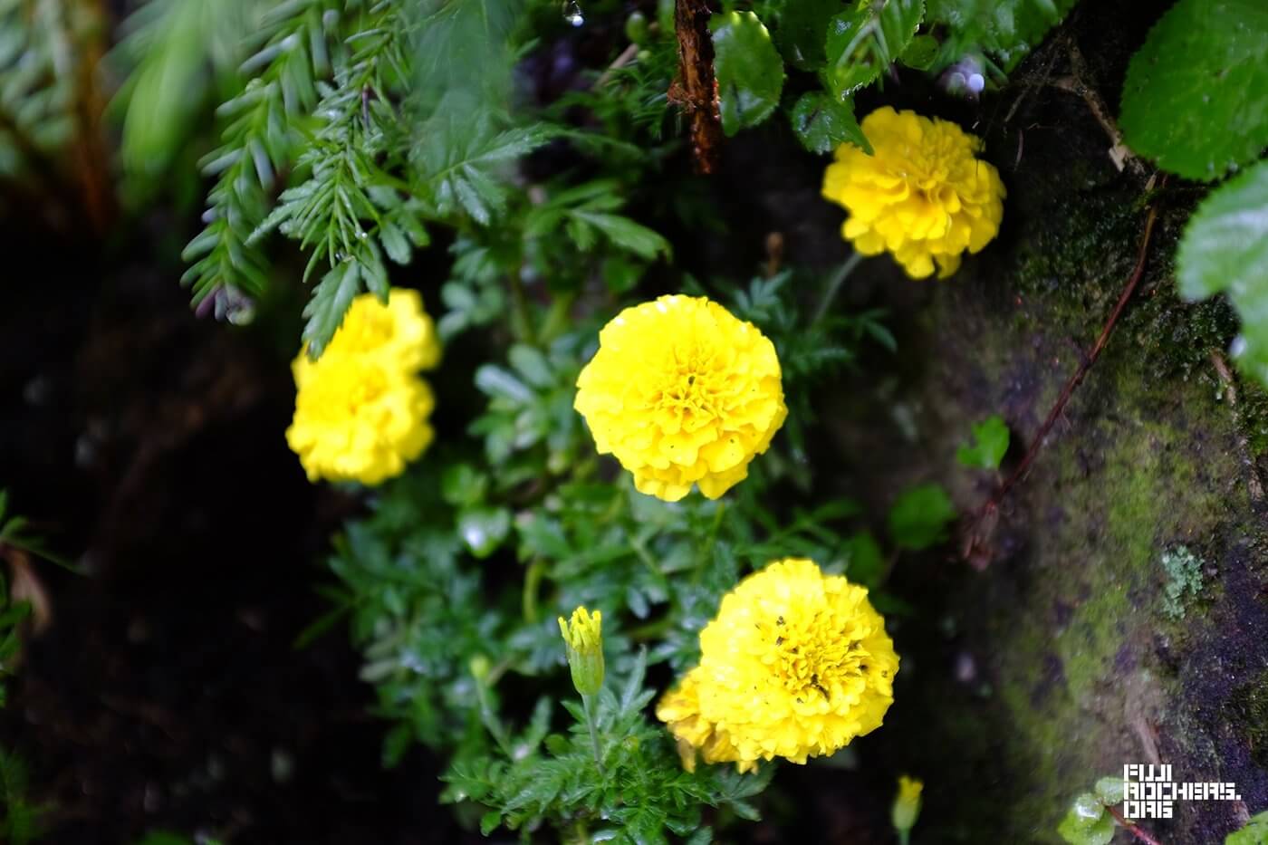 キッズランドには野に咲く花