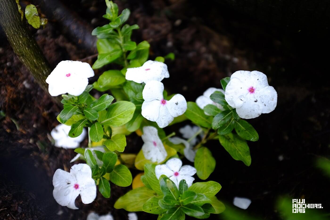 キッズランドには野に咲く花
