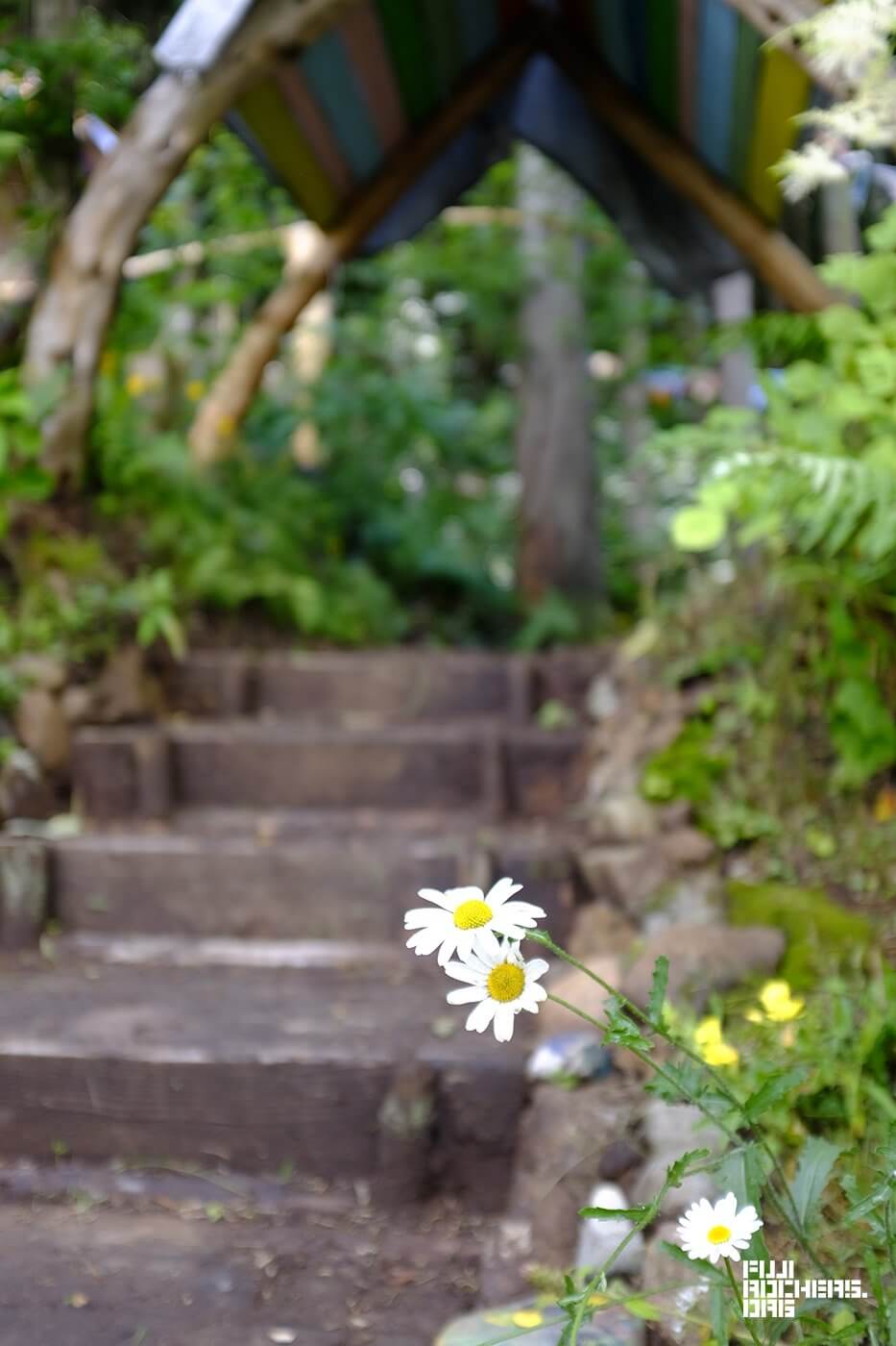 キッズランドには野に咲く花
