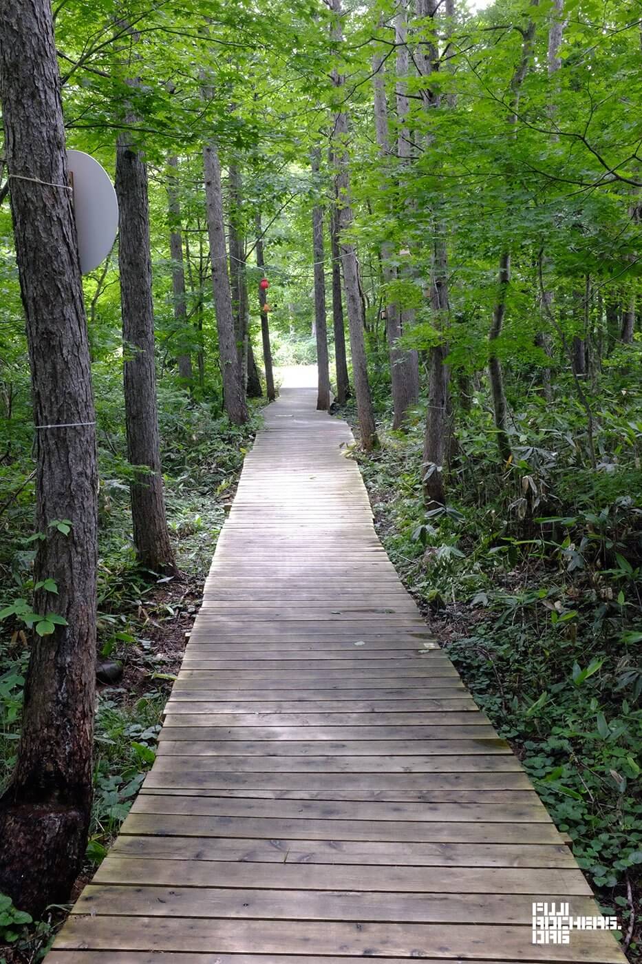 アートのサナギ