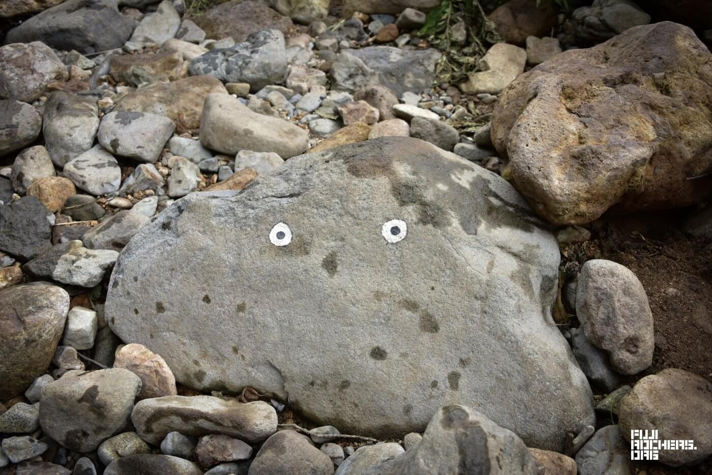 水中のゴンちゃんってどんな顔?