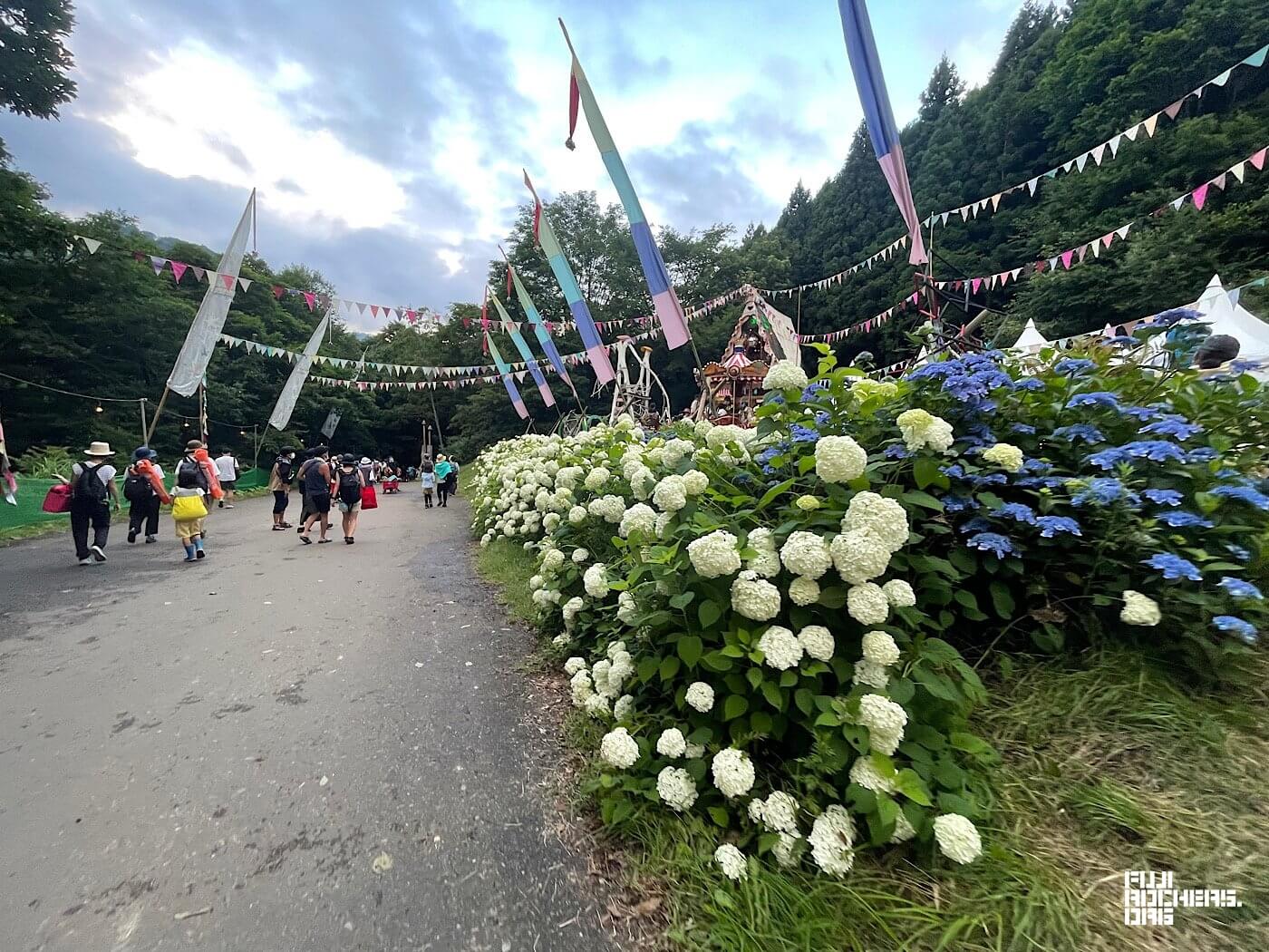 Catch the late-blooming hydrangeas at Fuji Rock