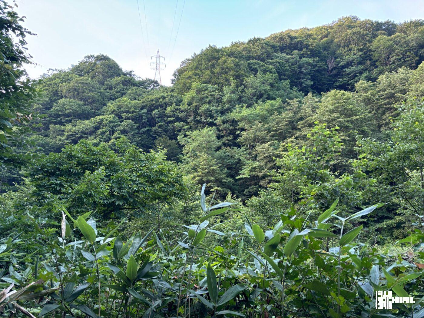 森と共存するということ