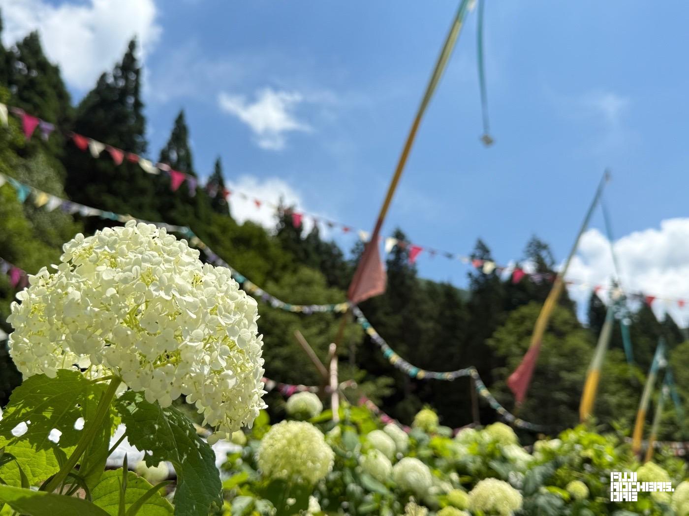 KIDS LANDの紫陽花