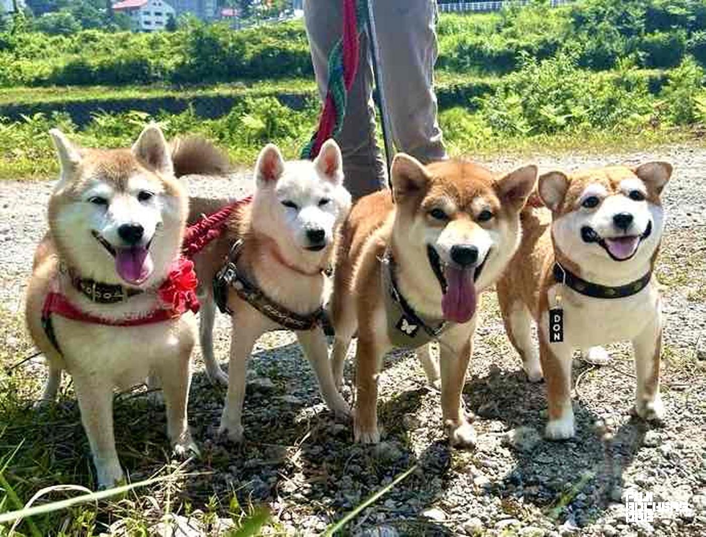 日高さんの愛犬が勢ぞろい